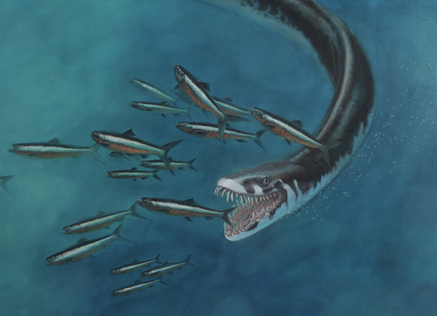 elasmosaurus debby