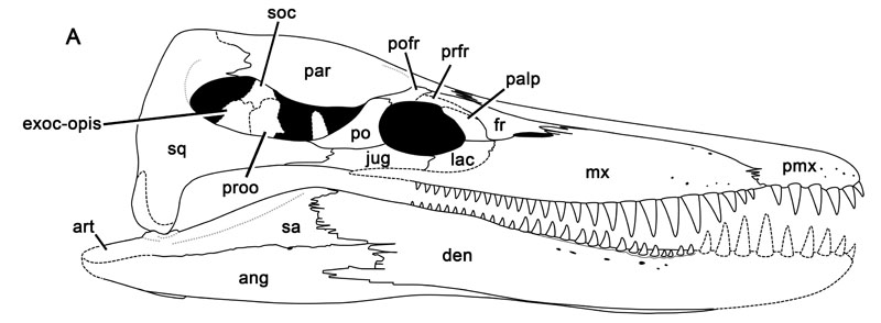 Weymouth Bay Pliosaur