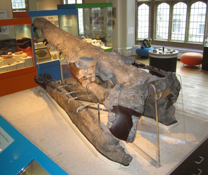 Weymouth Bay Pliosaur