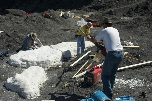 Alberta plesiosaur