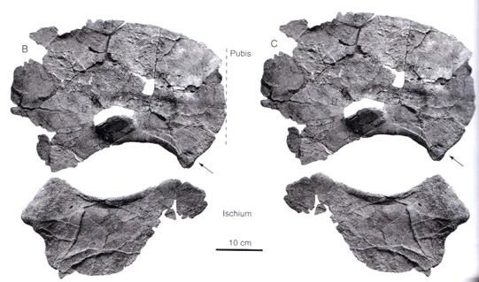 Brachauchenius girdle