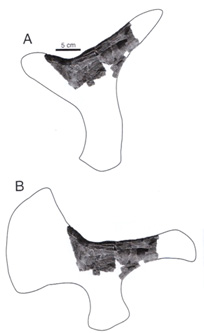 Brachauchenius scapula