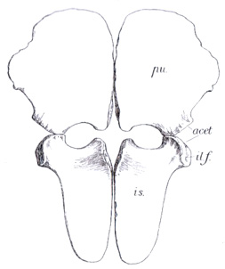 Liopleurodon pelvic girdle