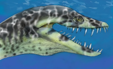 Elasmosaurus head