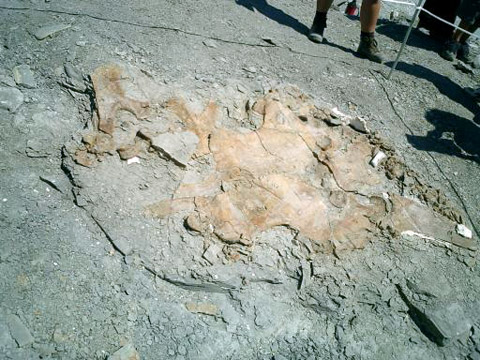 eopolycotylus excavation