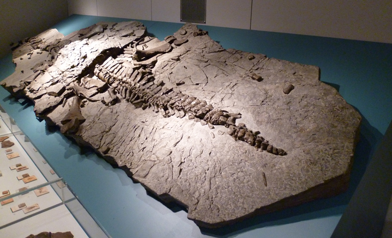 Kreis Hoxter plesiosaur