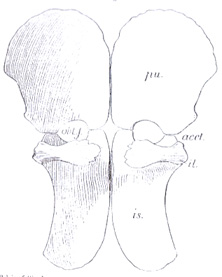 Simolestes pelvic girdle