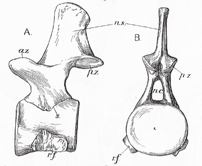Image result for plesiosaur vertebrae