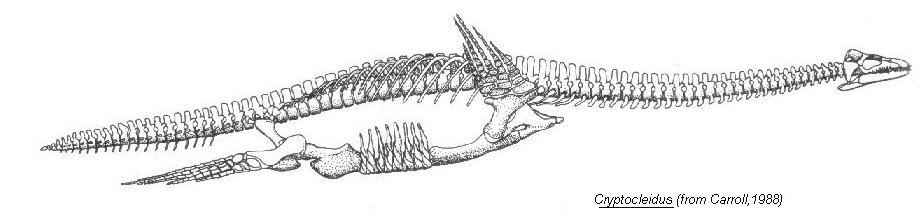 Liopleurodon - JungleKey.fr Image #500