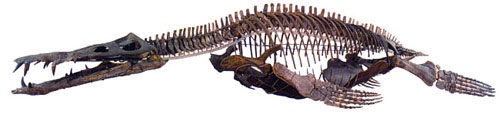 Plesiosaur Directory