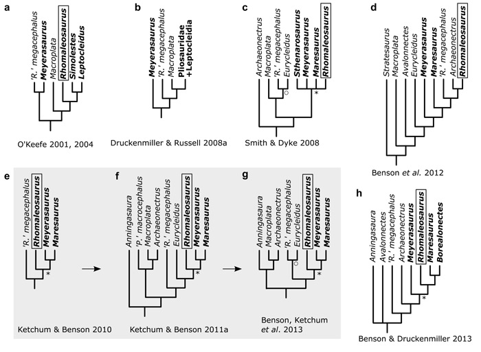 Rhomaleosaurid cladograms