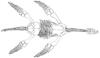 plesiosaur logo