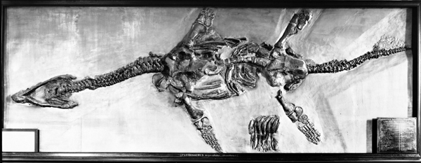 Atychodracon skeleton