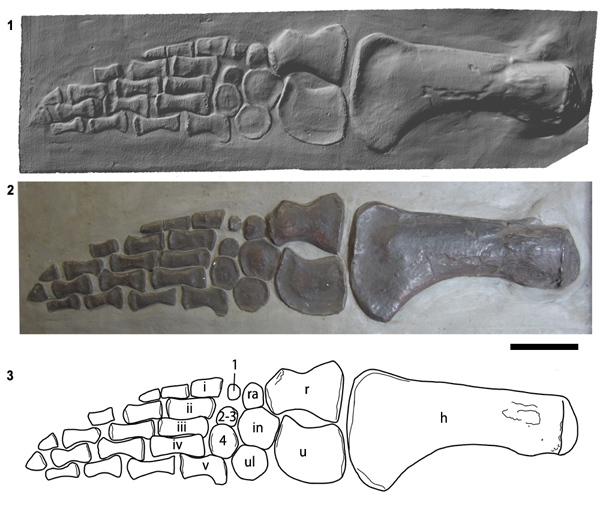 Atychodracon skeleton