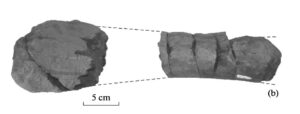 Humerus of Alexeyisaurus