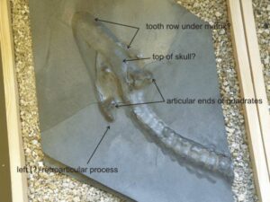 Read more about the article The Collard Plesiosaur