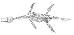 Archaeonectrus illustration (From Novozhilov 1964)