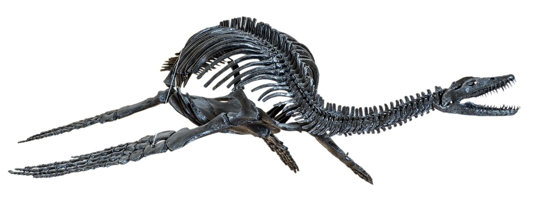 Read more about the article The Return of the Blockley Plesiosaur