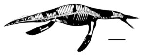 Bobosaurus reconstruction