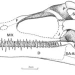 Kimmerosaurus – Plesiosaur Directory