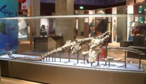Read more about the article The Lincoln Plesiosaur