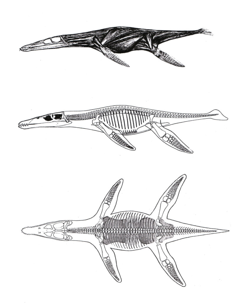 pliosaur figure from Newman & Tarlo (1967)