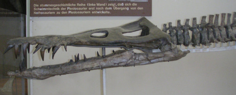 liopleurodon-plesiosaur-directory