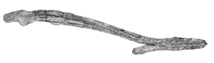 Marmornectes mandible