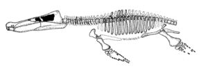 Monquirasaurus reconstruction. From Hampe (1992)