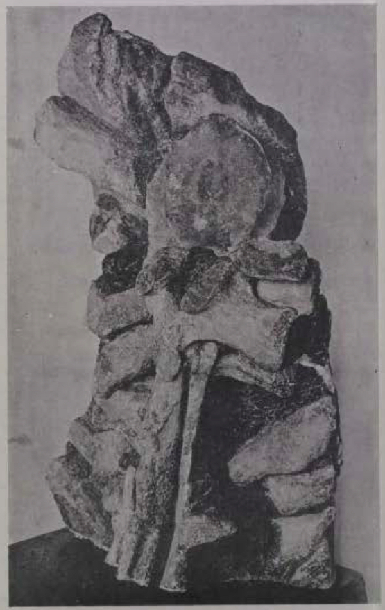 Read more about the article The ‘Monster of Aramberri’