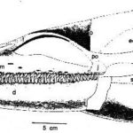 Morturneria – Plesiosaur Directory