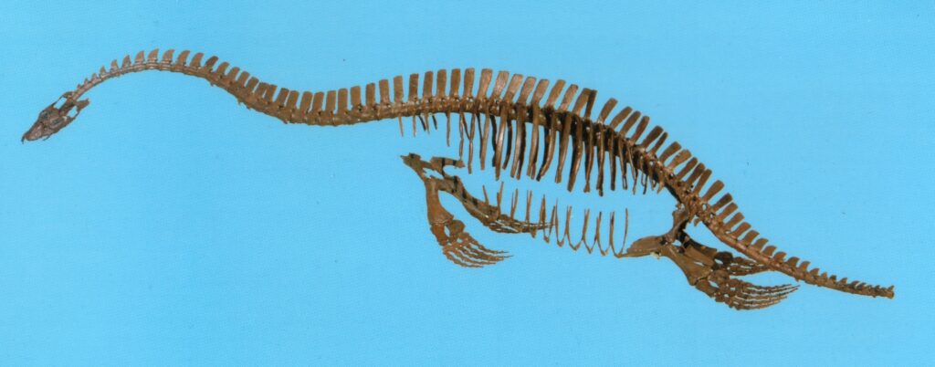 occitanosaurus skeleton mount