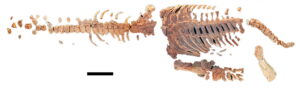 O pallionectes skeleton