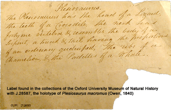 Read more about the article Label found in the Oxford University Museum of Natural History