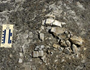Read more about the article Plesiosaurs from Svalbard