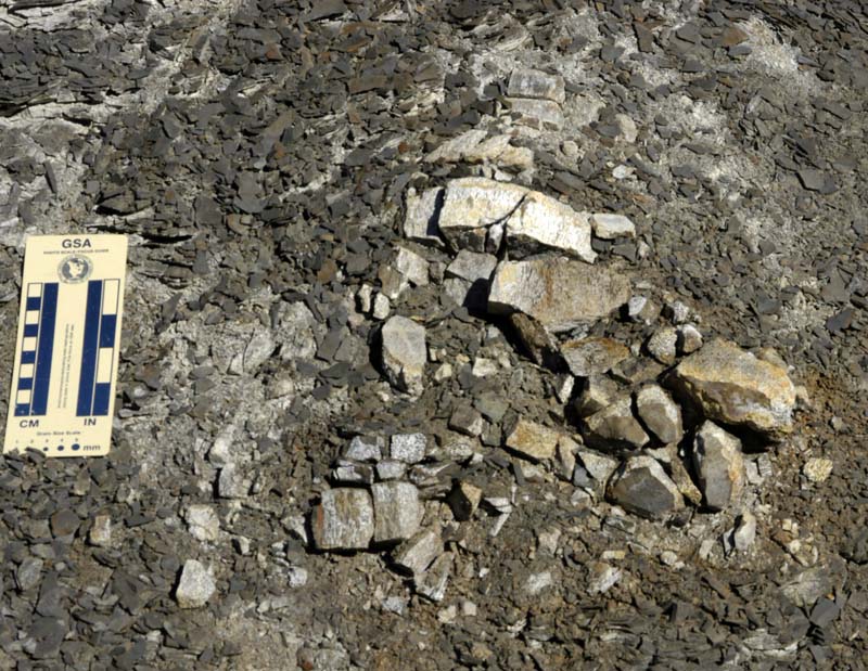 Read more about the article Plesiosaurs from Svalbard