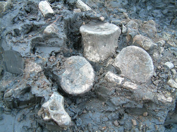 Read more about the article The Speeton Plesiosaur