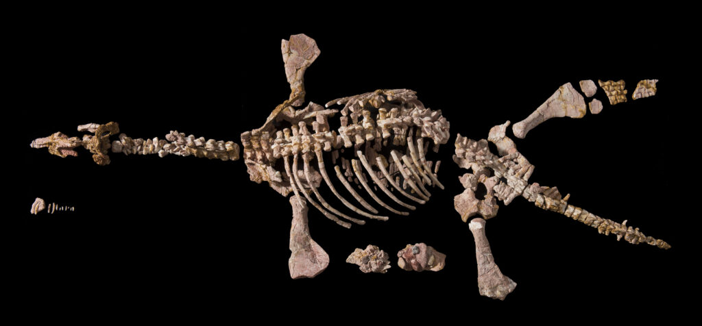 Skeleton of Umoonasaurus.