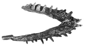Vinialesaurus jaw