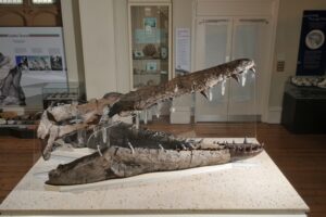 Read more about the article The Weymouth Bay Pliosaur